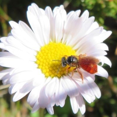 Exoneura sp. (genus) (A reed bee) at Cotter River, ACT - 13 Mar 2020 by Christine