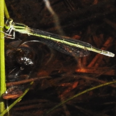 Ischnura aurora (Aurora Bluetail) at Forde, ACT - 12 Mar 2020 by JohnBundock