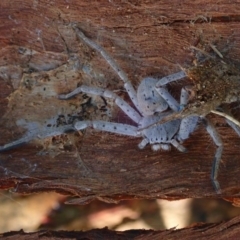 Isopeda sp. (genus) (Huntsman Spider) at Lake Burley Griffin West - 13 Mar 2020 by jbromilow50