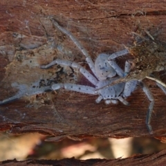 Isopeda (genus) (Huntsman Spider) at Acton, ACT - 13 Mar 2020 by jb2602