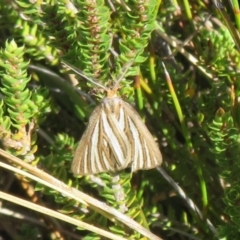 Amelora oritropha (Alpine Striped Cape-moth) at Cotter River, ACT - 13 Mar 2020 by Christine