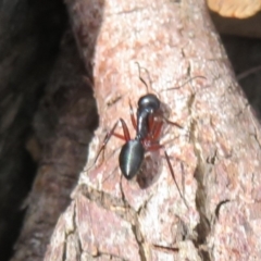 Camponotus sp. (genus) (A sugar ant) at Cotter River, ACT - 13 Mar 2020 by Christine