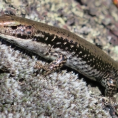 Eulamprus tympanum (Southern Water Skink) at Cotter River, ACT - 13 Mar 2020 by Christine