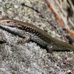 Eulamprus tympanum at Cotter River, ACT - 13 Mar 2020