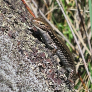 Eulamprus tympanum at Cotter River, ACT - 13 Mar 2020