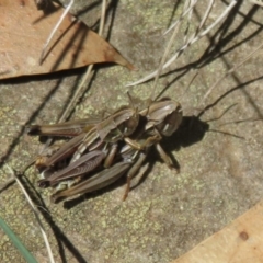 Kosciuscola cuneatus (A grasshopper) at Namadgi National Park - 13 Mar 2020 by Christine