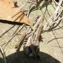 Kosciuscola cuneatus at Cotter River, ACT - 13 Mar 2020 12:08 PM