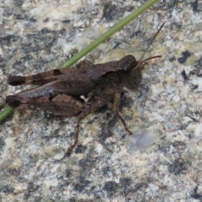 Phaulacridium vittatum (Wingless Grasshopper) at Namadgi National Park - 13 Mar 2020 by Christine