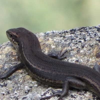 Pseudemoia entrecasteauxii (Woodland Tussock-skink) at Namadgi National Park - 13 Mar 2020 by Christine