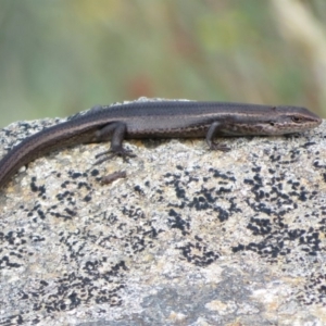 Pseudemoia entrecasteauxii at Cotter River, ACT - 13 Mar 2020