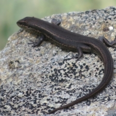 Pseudemoia entrecasteauxii at Cotter River, ACT - 13 Mar 2020 12:54 PM