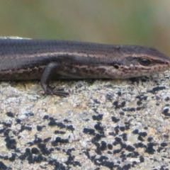 Pseudemoia entrecasteauxii at Cotter River, ACT - 13 Mar 2020 12:54 PM