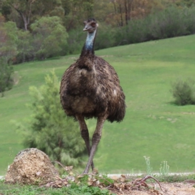 Dromaius novaehollandiae (Emu) at Paddys River, ACT - 12 Mar 2020 by RodDeb
