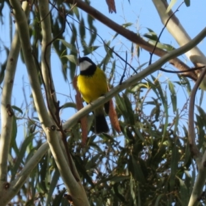 Pachycephala pectoralis at Paddys River, ACT - 12 Mar 2020