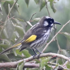 Phylidonyris novaehollandiae (New Holland Honeyeater) at Burradoo, NSW - 14 Mar 2020 by GlossyGal