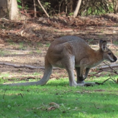 Notamacropus rufogriseus (Red-necked Wallaby) at Tidbinbilla Nature Reserve - 12 Mar 2020 by RodDeb