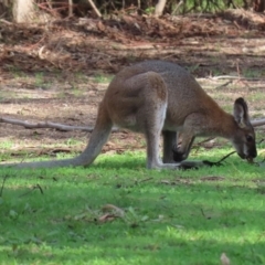 Notamacropus rufogriseus at Paddys River, ACT - 12 Mar 2020