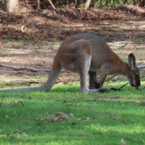 Notamacropus rufogriseus at Paddys River, ACT - 12 Mar 2020