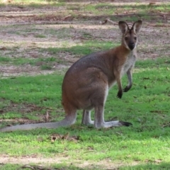 Notamacropus rufogriseus at Paddys River, ACT - 12 Mar 2020