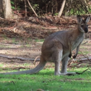 Notamacropus rufogriseus at Paddys River, ACT - 12 Mar 2020