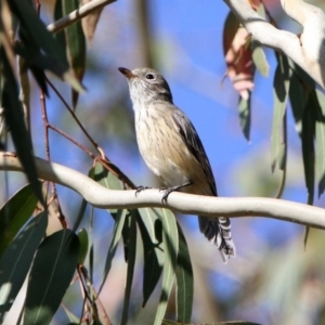 Pachycephala rufiventris at Paddys River, ACT - 12 Mar 2020