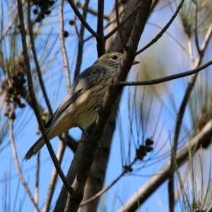 Pachycephala rufiventris at Paddys River, ACT - 12 Mar 2020