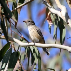 Pachycephala rufiventris at Paddys River, ACT - 12 Mar 2020