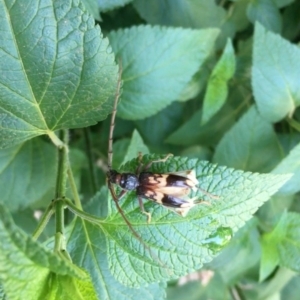 Phoracantha semipunctata at Lyneham, ACT - 19 Nov 2019