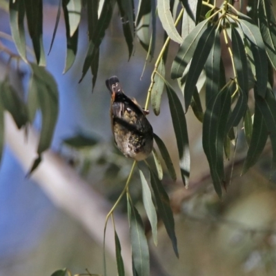 Pardalotus punctatus (Spotted Pardalote) at Tidbinbilla Nature Reserve - 12 Mar 2020 by RodDeb