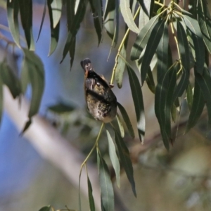 Pardalotus punctatus at Paddys River, ACT - 12 Mar 2020