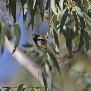 Pardalotus punctatus at Paddys River, ACT - 12 Mar 2020