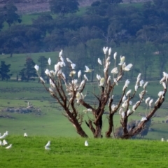 Cacatua galerita at Paddys River, ACT - 12 Mar 2020