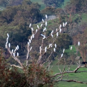 Cacatua galerita at Paddys River, ACT - 12 Mar 2020 05:13 PM