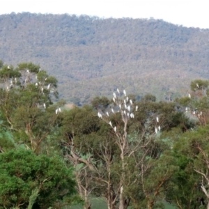 Cacatua galerita at Paddys River, ACT - 12 Mar 2020 05:13 PM