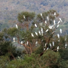 Cacatua galerita at Paddys River, ACT - 12 Mar 2020 05:13 PM