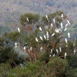 Cacatua galerita at Paddys River, ACT - 12 Mar 2020