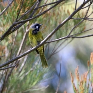 Nesoptilotis leucotis at Paddys River, ACT - 12 Mar 2020