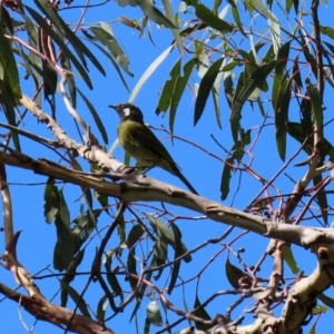 Nesoptilotis leucotis at Paddys River, ACT - 12 Mar 2020