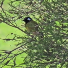 Nesoptilotis leucotis at Paddys River, ACT - 12 Mar 2020