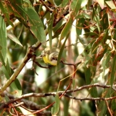 Gerygone olivacea (White-throated Gerygone) at Tidbinbilla Nature Reserve - 12 Mar 2020 by RodDeb