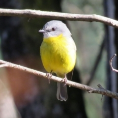 Eopsaltria australis (Eastern Yellow Robin) at Tidbinbilla Nature Reserve - 12 Mar 2020 by RodDeb