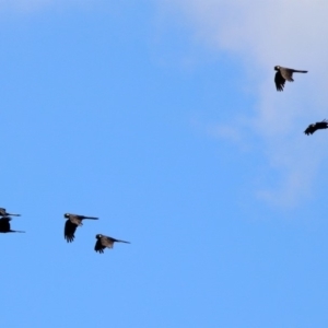 Zanda funerea at Paddys River, ACT - 12 Mar 2020