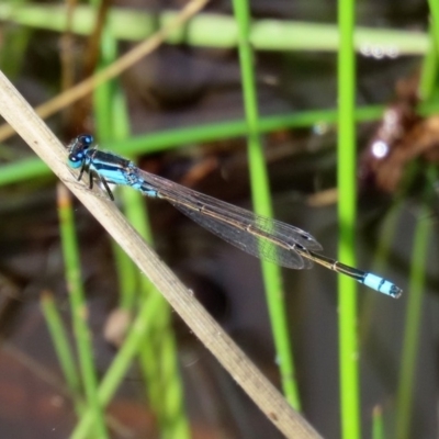 Ischnura heterosticta (Common Bluetail Damselfly) at Tharwa, ACT - 12 Mar 2020 by RodDeb