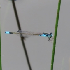 Ischnura heterosticta at Tharwa, ACT - 12 Mar 2020