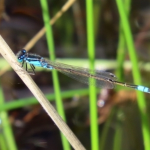 Ischnura heterosticta at Tharwa, ACT - 12 Mar 2020