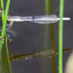 Ischnura heterosticta (Common Bluetail Damselfly) at Tidbinbilla Nature Reserve - 12 Mar 2020 by RodDeb