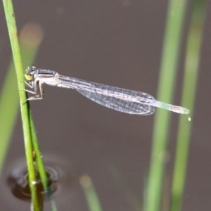 Ischnura heterosticta at Tharwa, ACT - 12 Mar 2020