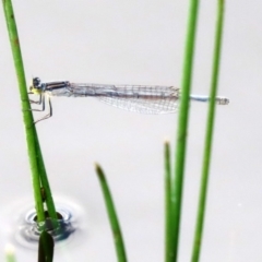 Ischnura heterosticta at Tharwa, ACT - 12 Mar 2020 12:53 PM