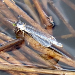 Ischnura heterosticta at Tharwa, ACT - 12 Mar 2020