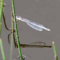 Ischnura heterosticta at Tharwa, ACT - 12 Mar 2020